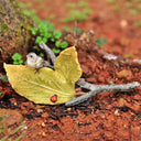 D21046 Tiny Bird & Ladybug on a Twig Gaelsong