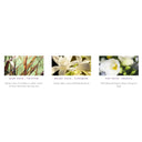 Roses & Gardenia Natural Celtic Candle Gaelsong