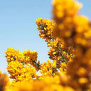 Handmade Highland Wild Gorse Candle Scent Notes Gaelsong