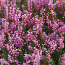 Organic Highland Heather & Wild Berries Candle Scent Notes Gaelsong