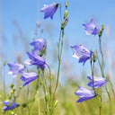 Soy Wax Scottish Wild Bluebell Candle Scent Notes Gaelsong